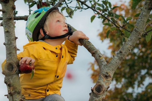 Ein Kind mit Helm klettert auf einen Baum.
