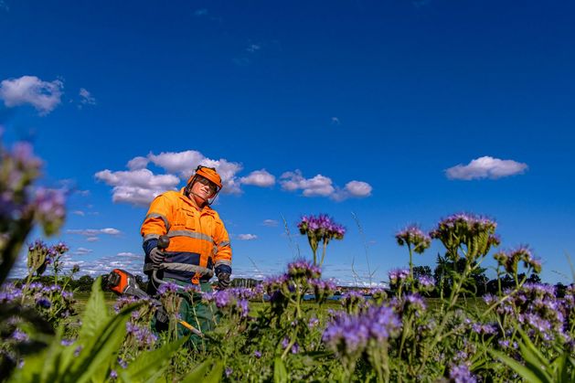Im Vordergrund Bienenfreund Phacelia, im Hintergrund eine Person bei der Gartenarbeit unter blauem Himmel mit Schäfchenwolken. 
